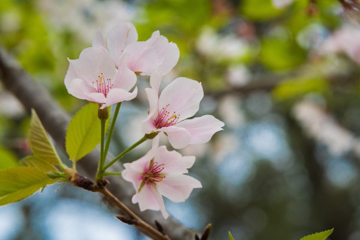 Brookhaven Cherry Blossom Festival